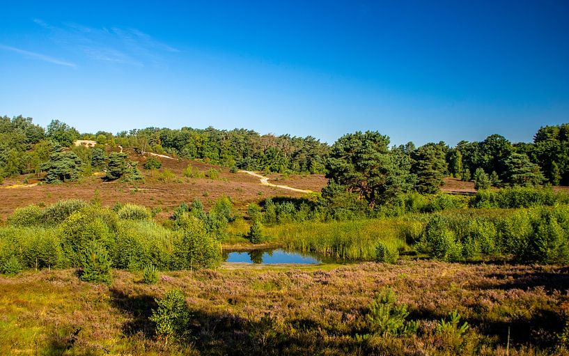 Glooiende Brunssummerheide In De Zomer by Ronald Massink