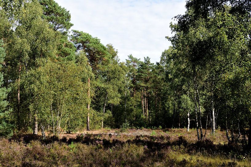 Une petite lande dans la forêt par Gerard de Zwaan