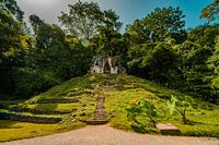 Swallowed by the jungle