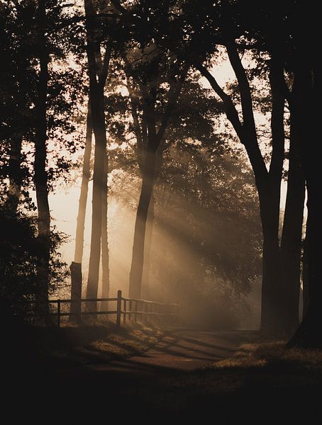 Sunbeams by Roos Zanderink