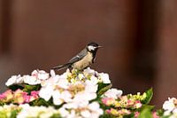 Kohlmeise auf einer Hortensie