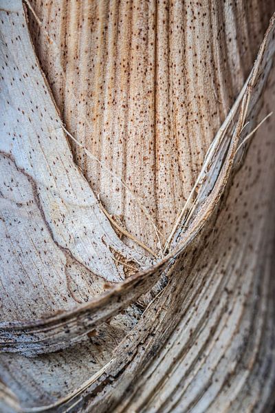 Struktur der Palmenpflanze aus der Nähe von Jefra Creations