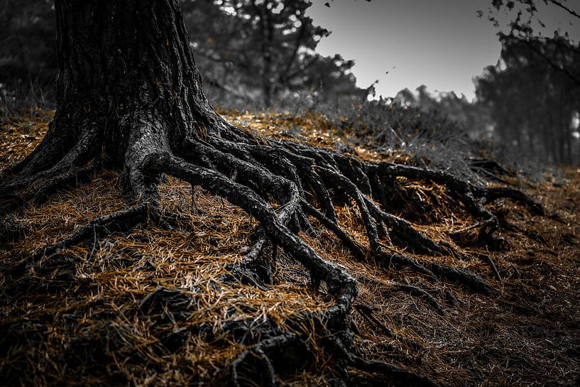 Wurzeln sind der Ursprung der Existenz von Fotografie Jeronimo