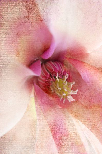 Macroblüte Rosa von Claudia Gründler