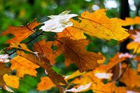 Limburg "the Leaves".