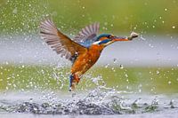 Martin-pêcheur - Le printemps est dans l'air !