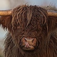 Schottischer Highlander Kopf