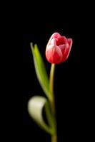 Nature morte à la lumière partie 3 - une tulipe prise dans une gloire dorée