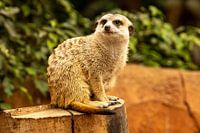 Erdmännchen auf der Lauer, um den Rest der Truppe bei Gefahr zu benachrichtigen