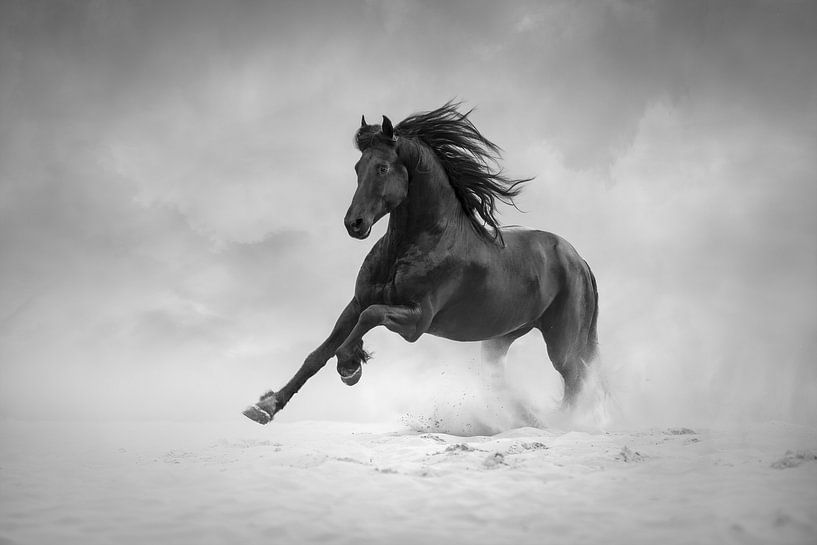 Galloping fries horse | black&amp;white | horse photography by Laura Dijkslag