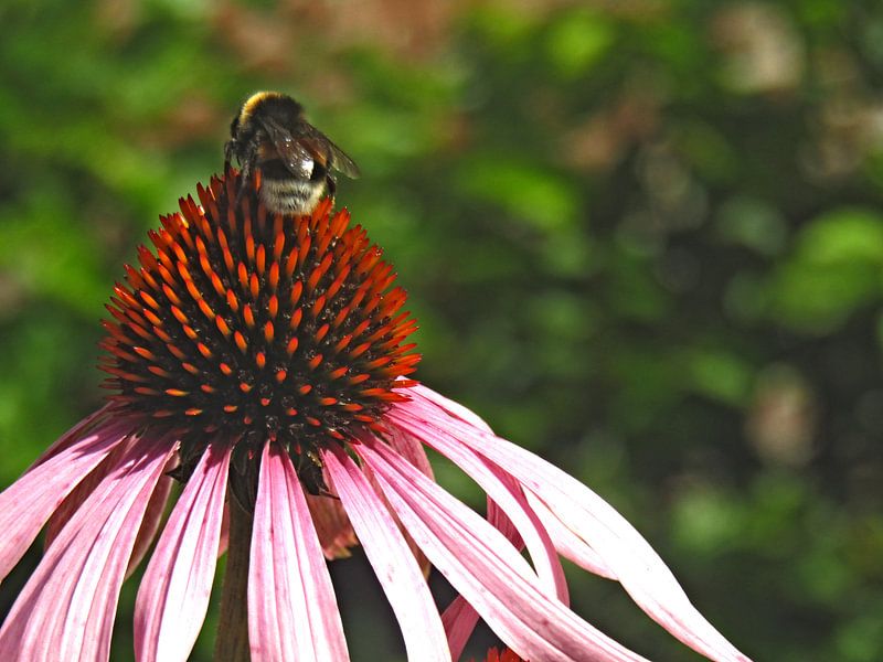 Looking for nectar by Zowauwart Of Chance