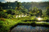 Early morning in the rice terrace fields