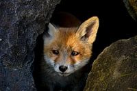 Renard entre les blocs rocheux