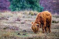 Scottisch Highlander at the Mookerheide