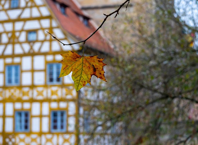 Ein einzelnes Laubblatt im Herbst mit dem Alten Rathaus von Bamberg im Hintergrund, Franken Bayern von Animaflora PicsStock