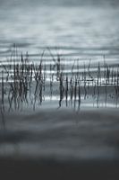 De l'herbe au-dessus de l'eau, une belle nature, une zone naturelle, un sentiment de gris et de froi