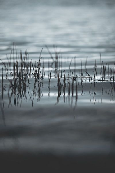 Gras über Wasser, schöne Natur, Naturgebiet, grau grau kalten Winter Gefühl, von Frank van Hulst