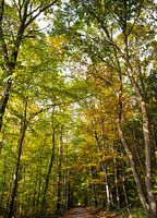 Forêt d'automne