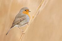 Rotkehlchen im Schilf