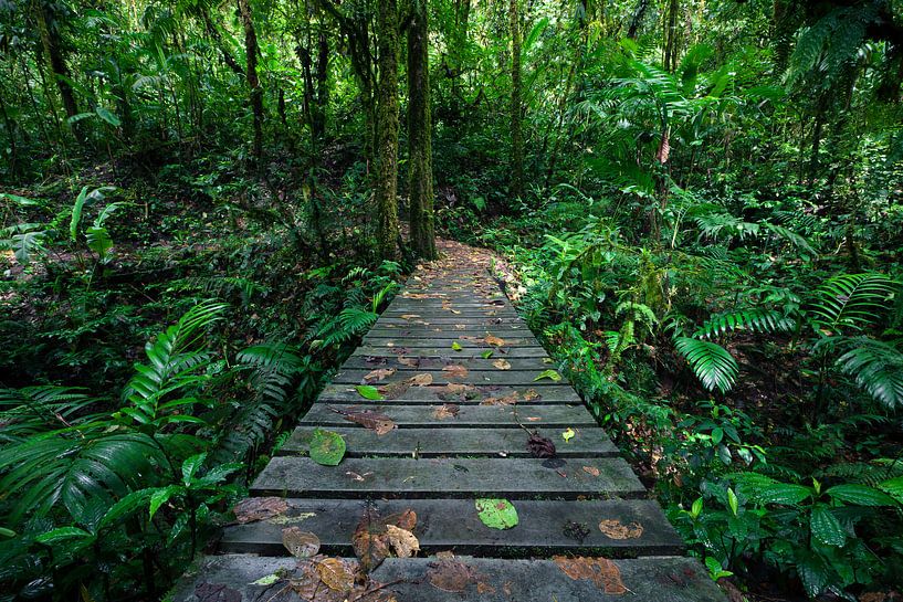 Randonnée dans la forêt tropicale par Martijn Smeets