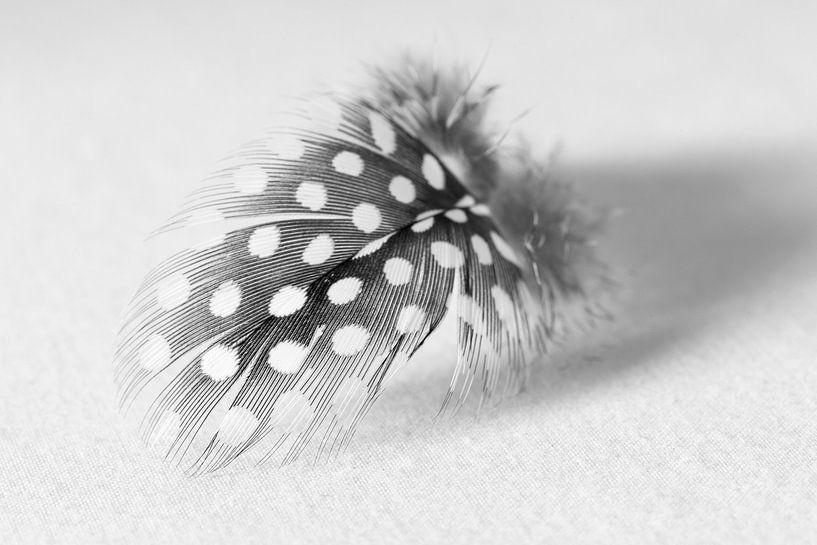 Federgewicht von André Dorst