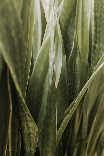 Botanical garden | Green | Mexico by Roanna Fotografie