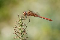 Stein rot heidelibel