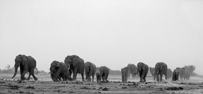 elephants by anja voorn
