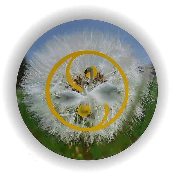 Schwäne schwimmen durch einen Löwenzahn von Andre Wilkens