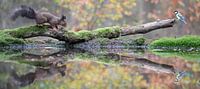 Panorama of a squirrel in the forest with autumn colours, accompanied by a pretty bird (chickadee).