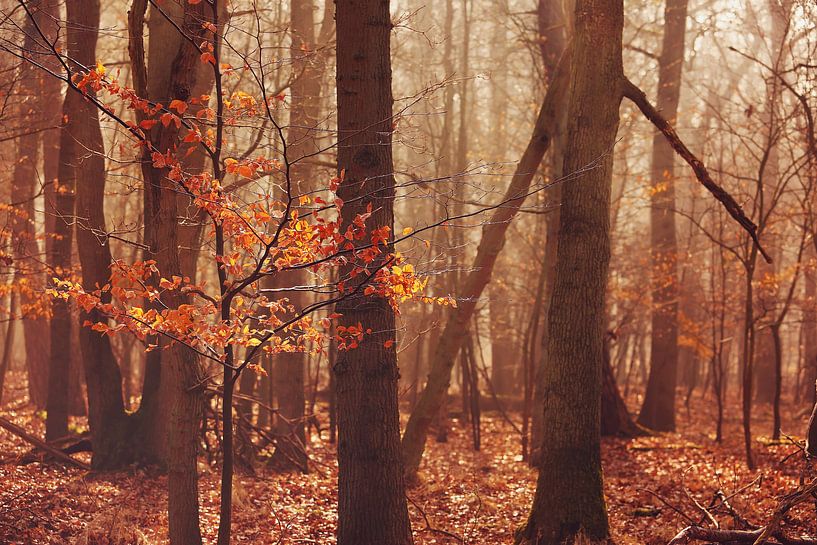 The last leaves... by LHJB Photography