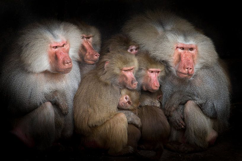 Bavianen observeren gebeurtenissen, een groepsportret by Suzan Baars