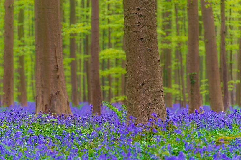 Frühlingshafte Waldlandschaft mit Bluebell-Blüten von Sjoerd van der Wal Fotografie