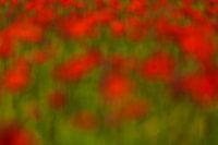 rode vlekken in het groen