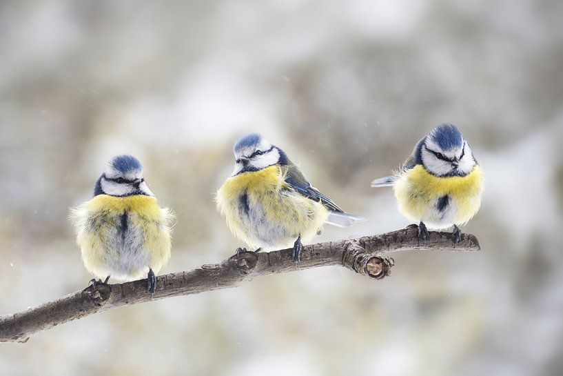 trois mésanges bleues d'Eurasie (Cyanistes caeruleus) assises ensemble sur une branche dans le vent, par Maren Winter