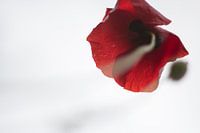 Le coquelicot dans l'air