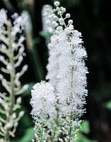 Silverspur - Flowers and plants