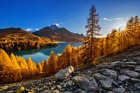 Autumn at Lake Sils in Switzerland