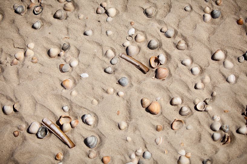 Schelpen op het strand van Vlieland by Gerjanne Dijkstra