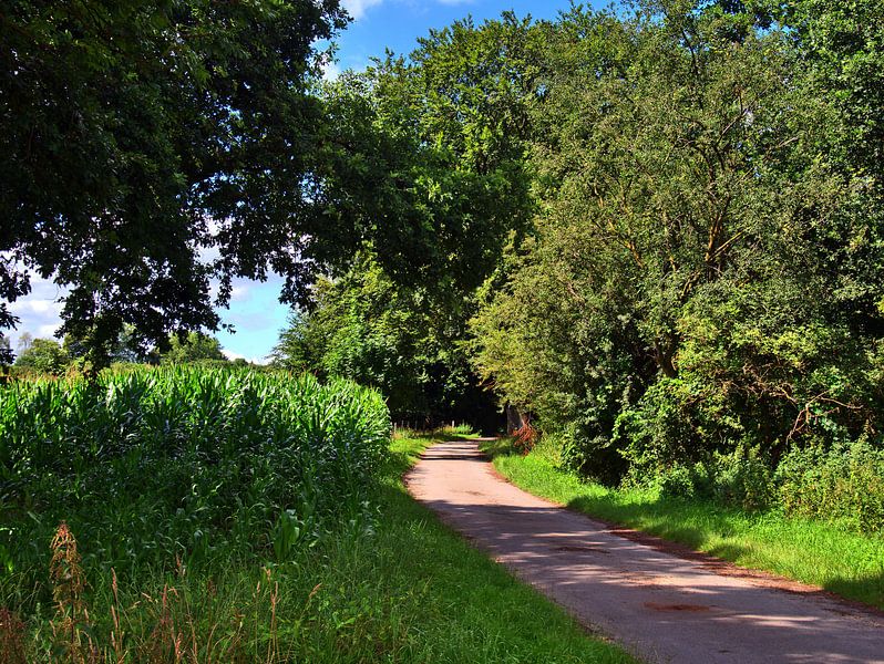 Maisfeld 14 von Edgar Schermaul