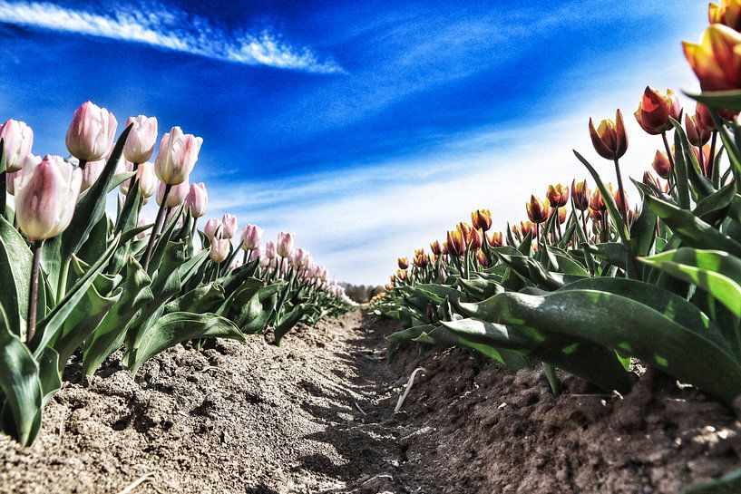 Tulips by Koos de Vries