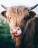 Schottische Highlander, Foxholstermeer, Groningen, Niederlande