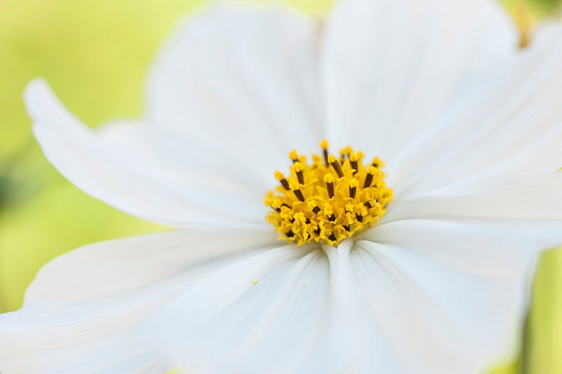 Fresh white flower in the garden close up. by Doris van Meggelen