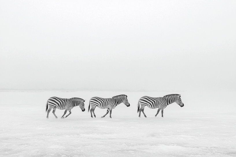 Zebras der Eiswüste von Karina Brouwer