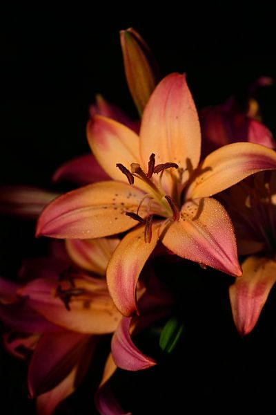 Orange lilies against a dark background by Ulrike Leone