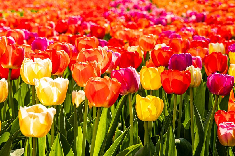 Un champ de printemps qui vous rend très heureux. par Marly De Kok
