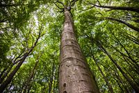 Hohe Bäume, Perspektive von unten.