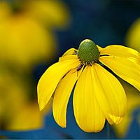 Echinacea yellow