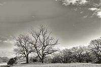 "Nature seen achromatically"