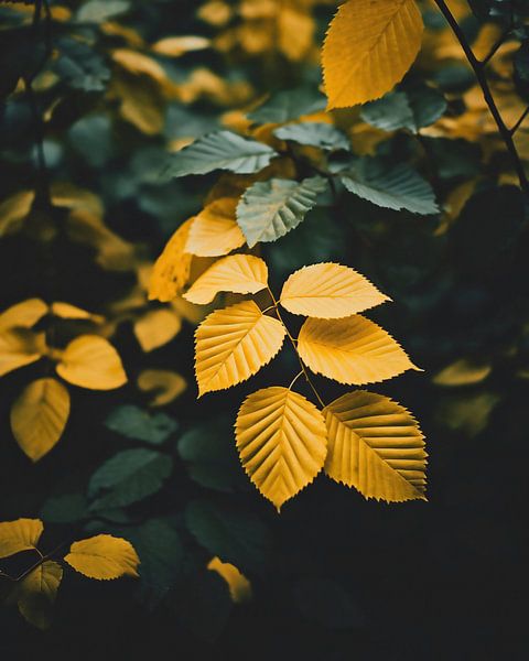 Leaves in autumn by fernlichtsicht